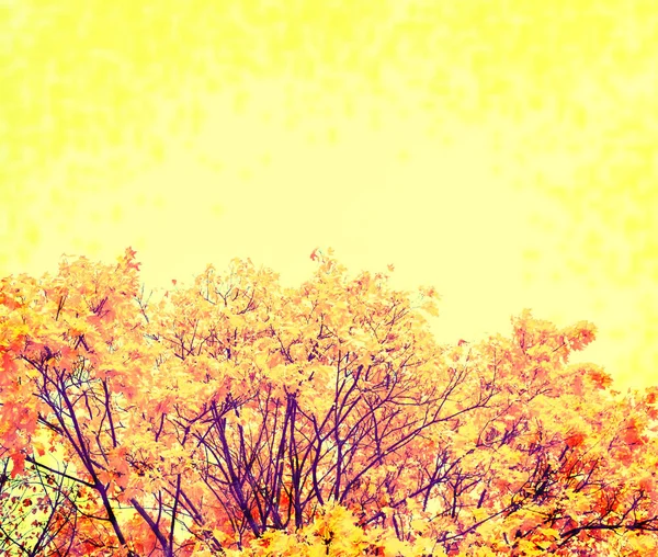 Jesienny Krajobraz Jasny Kolorowy Liści Babie Lato — Zdjęcie stockowe