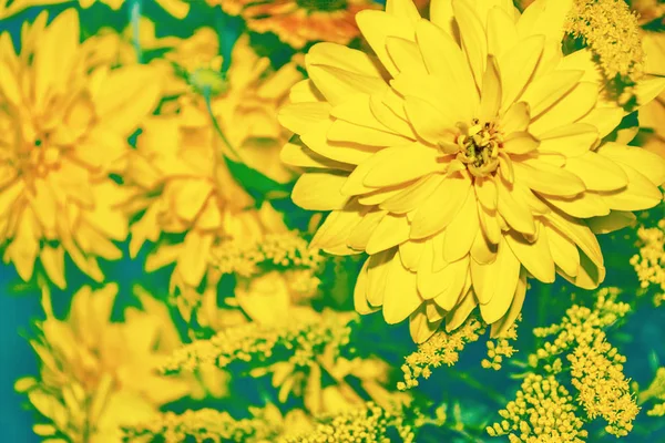 Πολύχρωμο Ντάλια Λουλούδια Φόντο Φθινοπωρινό Τοπίο — Φωτογραφία Αρχείου