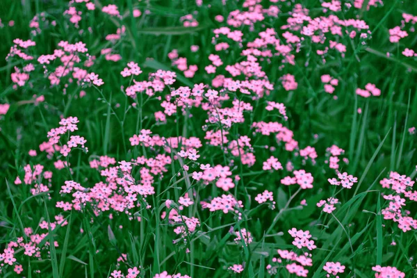 Nots Wildblumen Auf Dem Hintergrund Der Sommerlandschaft — Stockfoto