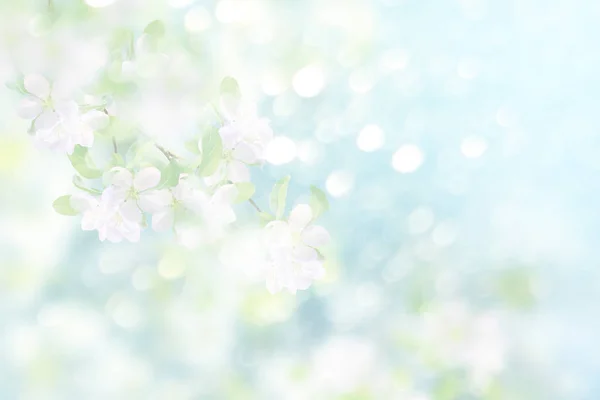 Blühender Astapfel Leuchtend Bunte Frühlingsblumen — Stockfoto