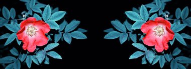 Bud Pembe çiçek gül izole bir siyah arka plan üzerinde kalça.