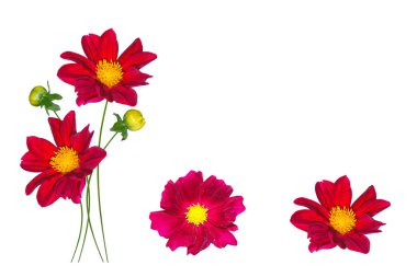 Beyaz arka plan üzerinde izole renkli Dahlia çiçeği.