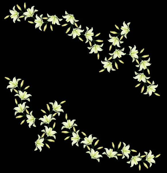 Blütenlilie Isoliert Auf Schwarzem Hintergrund Sommer — Stockfoto