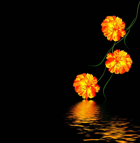Flores Cosmos Brillantes Coloridas Aisladas Sobre Fondo Negro — Foto de Stock