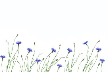 Beyaz arka planda yaban çiçeği.