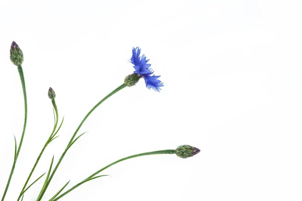 Bleuet Fleur Sauvage Isolé Sur Fond Blanc — Photo
