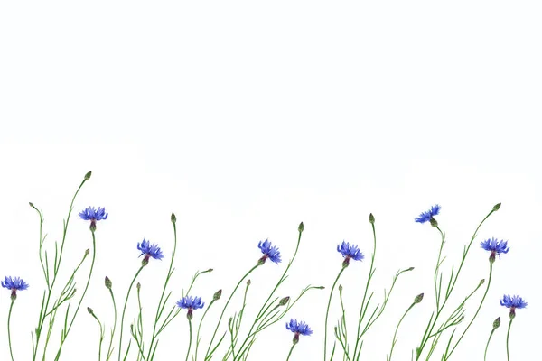 Wilde Blume Kornblume Isoliert Auf Weißem Hintergrund — Stockfoto