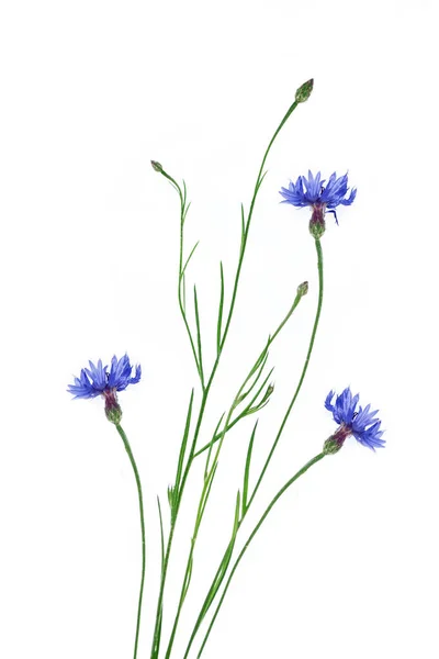 Wild Flower Cornflower Isolated White Background — Stock Photo, Image