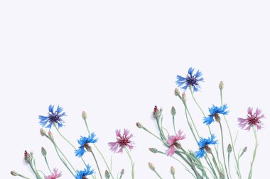 Beyaz arka planda yaban çiçeği.