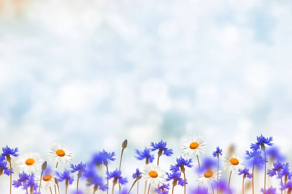 Veld Korenbloem Blauwe Bloemen Tegen Achtergrond Van Het Zomerlandschap — Stockfoto