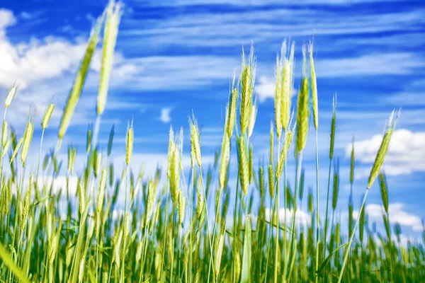 Fundo Desfocado Campo Trigo Céu Azul — Fotografia de Stock