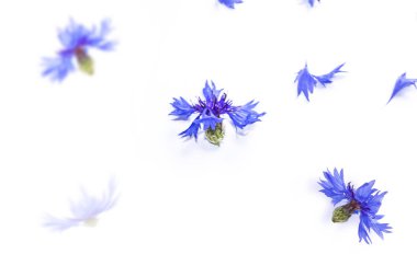 Beyaz arka planda yaban çiçeği.