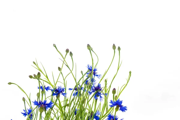 Flor Silvestre Aciano Aislado Sobre Fondo Blanco — Foto de Stock