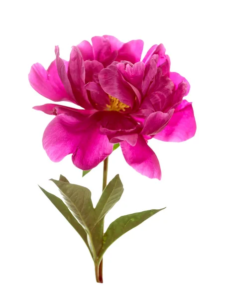 Pivoine Fleur Lumineuse Colorée Isolé Sur Fond Blanc — Photo