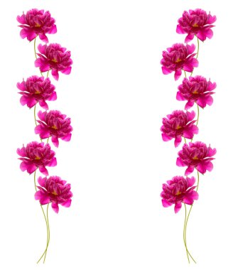 Beyaz arkaplanda izole edilmiş renkli parlak çiçek şakayığı.