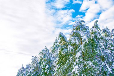 Karla kaplı ağaçlarla donuk kış ormanı.