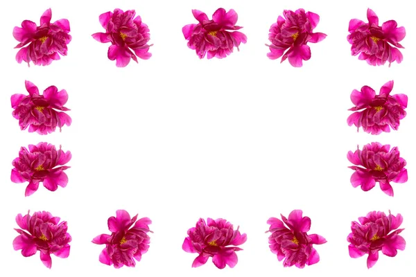 ดอกไม นสดใส Peony แยกก นบนพ นหล ขาว — ภาพถ่ายสต็อก