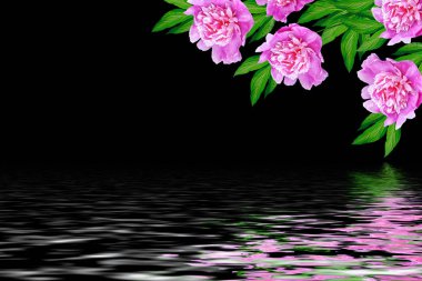 Renkli parlak siyah arka plan üzerine izole peonies çiçekler.