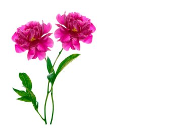 Beyaz arkaplanda izole edilmiş renkli parlak çiçek şakayığı.