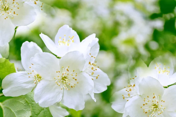 Beyaz Yasemin Narin Bahar Çiçekleri Dalları — Stok fotoğraf
