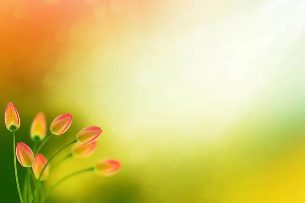 Des Tulipes Fleurs Lumineuses Colorées Sur Fond Paysage Printanier — Photo