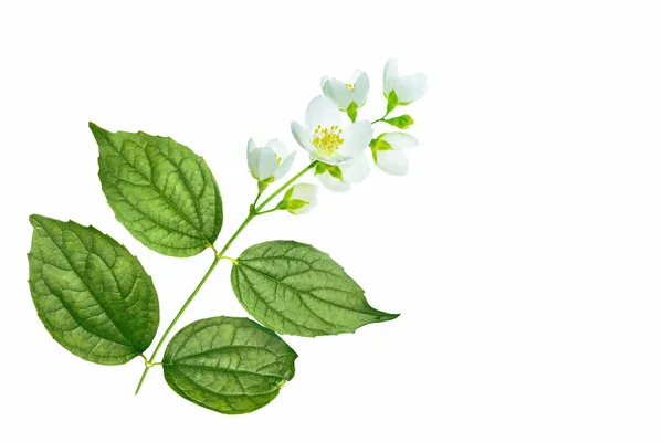 Branch Jasmine Flowers Isolated White Background — Stock Photo, Image