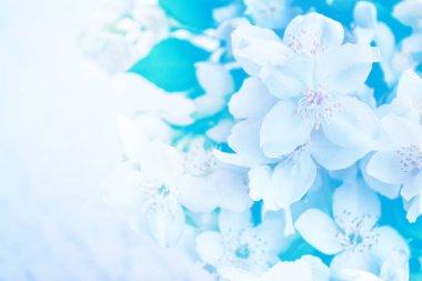 Beyaz yasemin. Narin bahar çiçekleri dalları