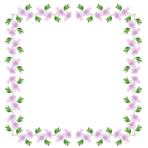 Colorato Peonia Fiore Luminoso Isolato Sfondo Bianco — Foto Stock