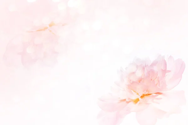 亮丽鲜艳的花朵牡丹的夏日风景背景 — 图库照片