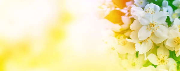 Bílý Jasmín Větev Jemné Jarní Květiny — Stock fotografie