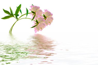 Beyaz arkaplanda izole edilmiş renkli parlak çiçek şakayığı.