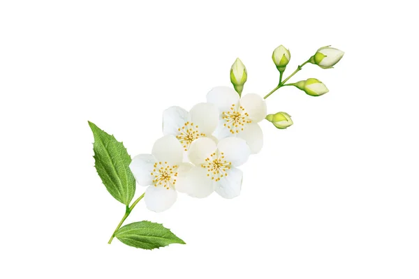 Tak Van Jasmijn Bloemen Geïsoleerd Witte Achtergrond — Stockfoto