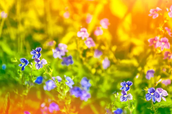 Nots Wildflowers Achtergrond Van Het Landschap Van Zomer — Stockfoto