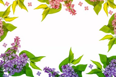 bahar çiçekleri beyaz arkaplanda yalıtılmış leylak. 