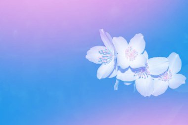 Beyaz yasemin. Narin bahar çiçekleri dalları