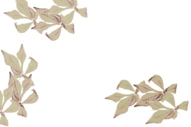 Beyaz bir arka plan üzerinde parlak sonbahar yaprak.