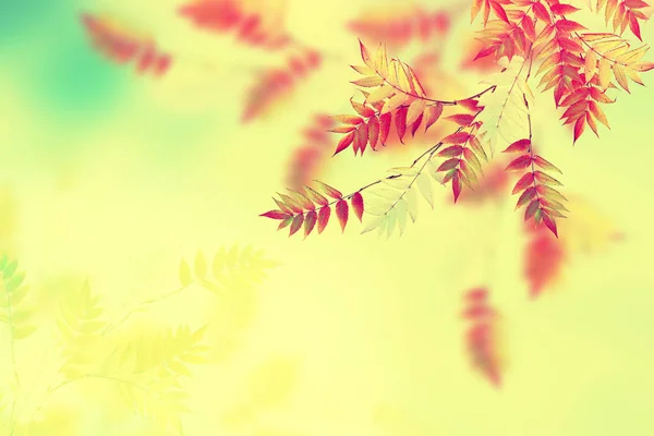 Jesienny Krajobraz Jasnych Kolorowych Liści Babie Lato — Zdjęcie stockowe