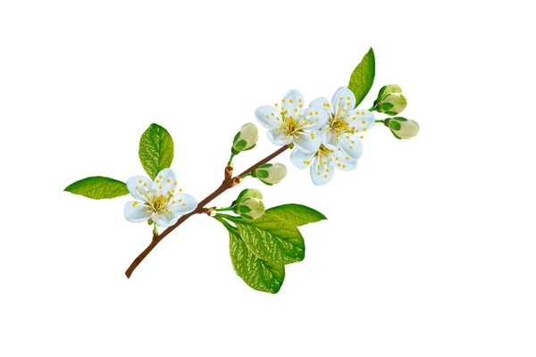 Flowering Branch Cherry Isolated White Background — Stock Photo, Image