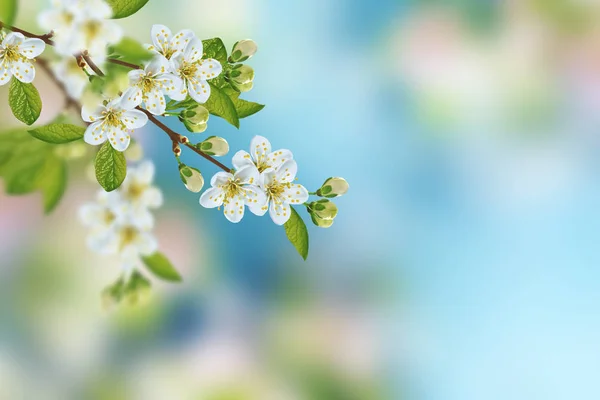 Blühender Astapfel Leuchtend Bunte Frühlingsblumen — Stockfoto