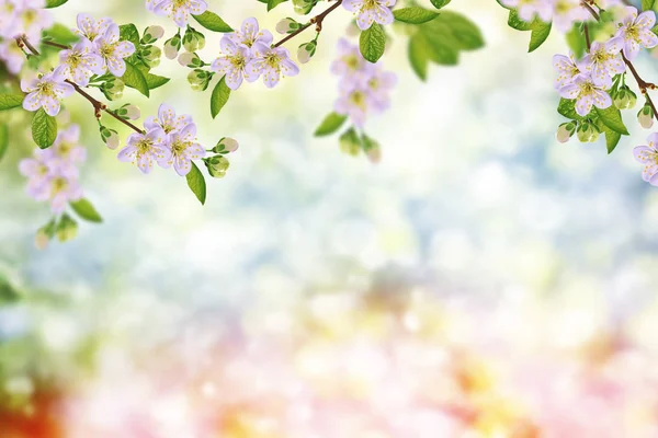开花的枝头苹果 色彩艳丽的春花 — 图库照片