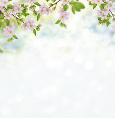 Çiçek açan elma dalı. Parlak renkli bahar çiçekleri.