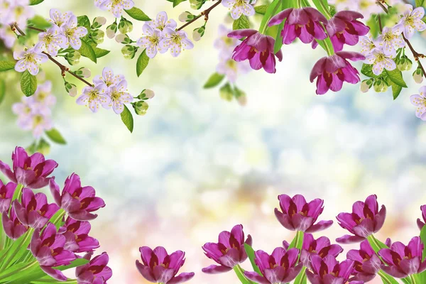 Blühender Astapfel Leuchtend Bunte Frühlingsblumen Tulpe — Stockfoto