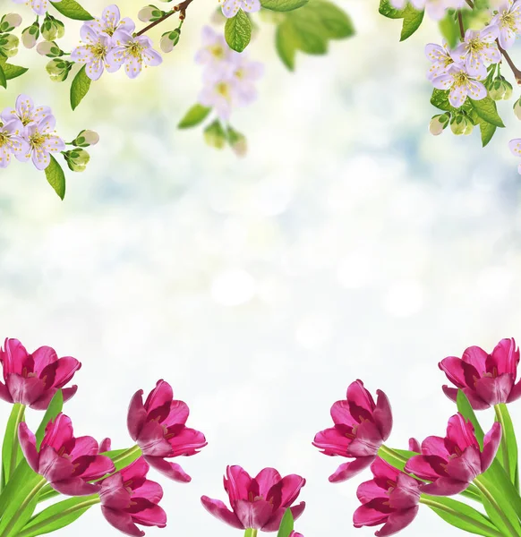 Kvetoucí Větve Jablko Světlé Barevné Jarní Květiny Tulipán — Stock fotografie