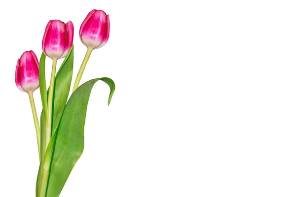 Våren Blommor Tulpaner Isolerade Vit Bakgrund — Stockfoto