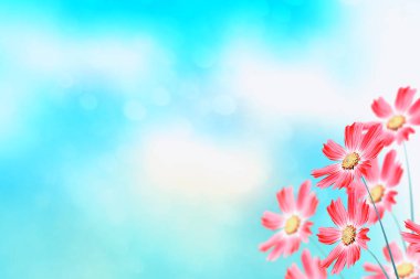 Yaz manzarasının arka planında renkli kozmos çiçekleri.