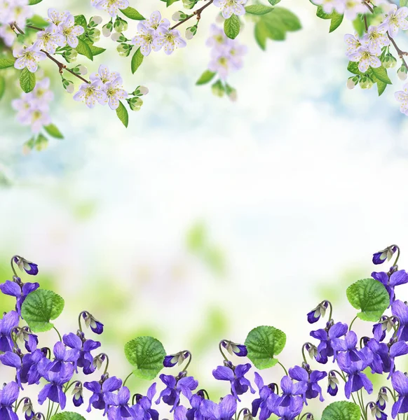 Înfloreşte Măr Ramură Flori Strălucitoare Primăvară Colorate — Fotografie, imagine de stoc