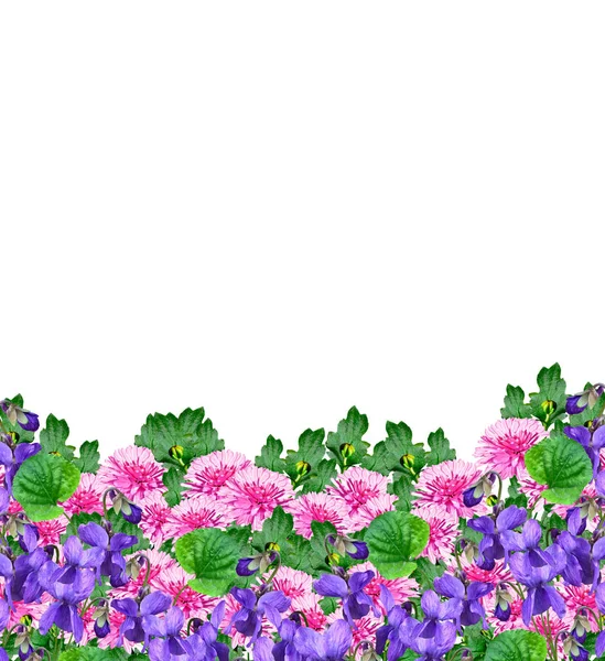 Jarní Květiny Pansy Izolovaných Bílém Pozadí — Stock fotografie