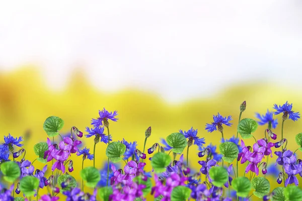 Feldkornblumen blaue Blüten vor dem Hintergrund des Sommers — Stockfoto
