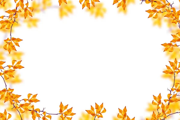 白地に明るい秋の葉 — ストック写真