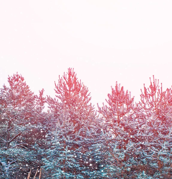 Gefrorener Winterwald Mit Schneebedeckten Bäumen — Stockfoto